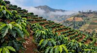 high elevation enhances flavor